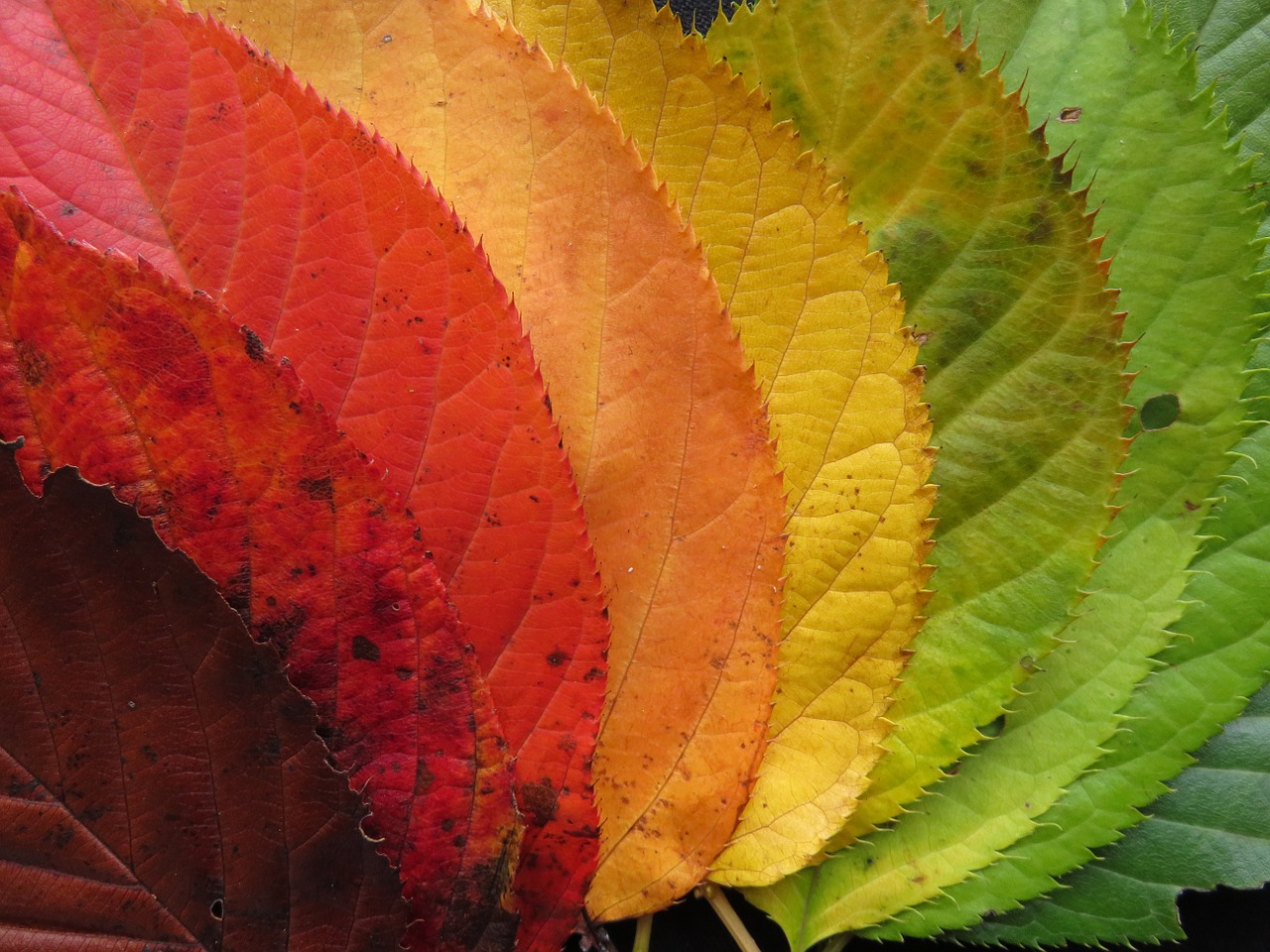 Warum werden die Blätter bunt im Herbst? einfach erklärt