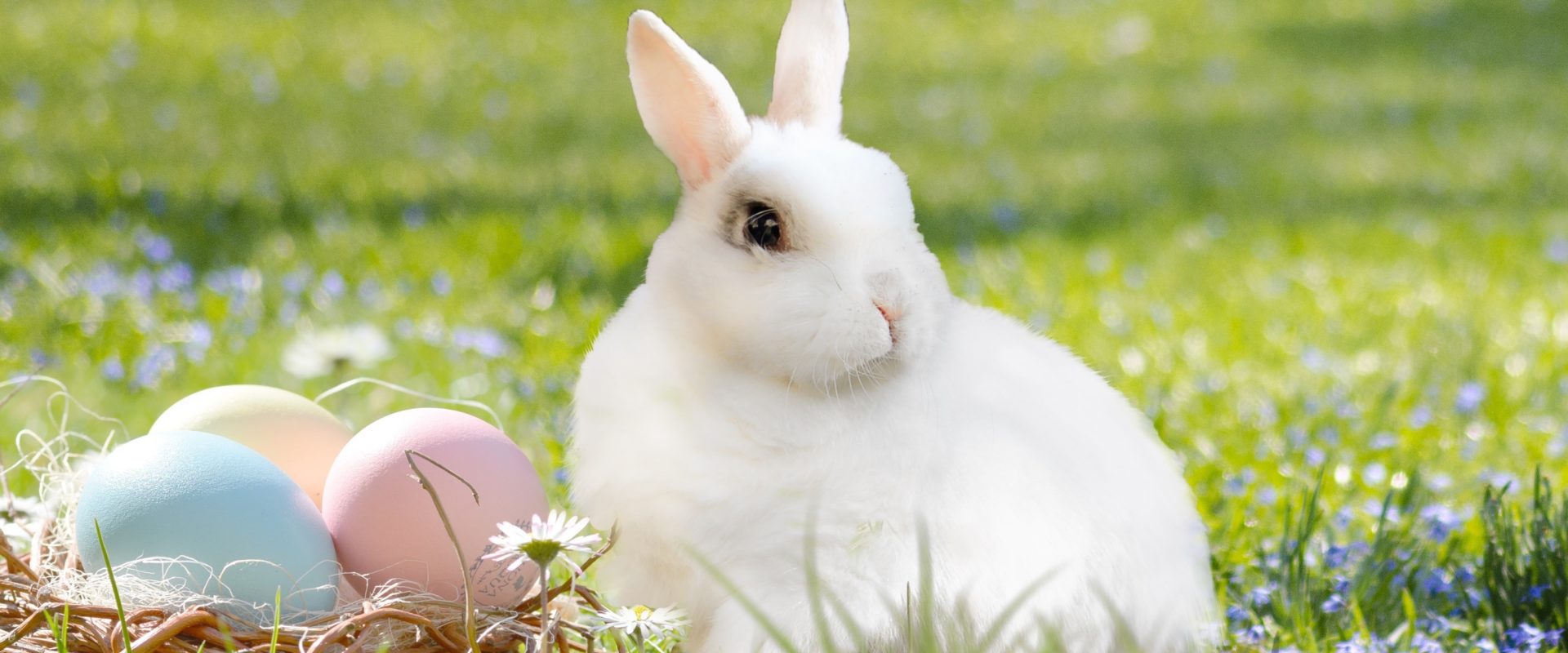 Warum es den Osterhasen gibt erklärt